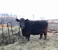 Two bred Black Angus cows