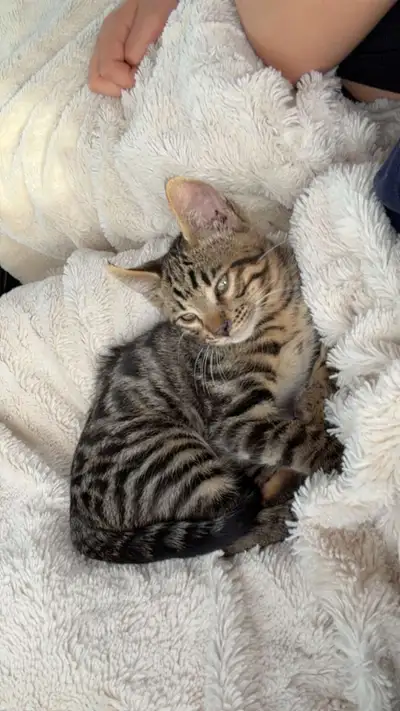 bengal kitten , View more