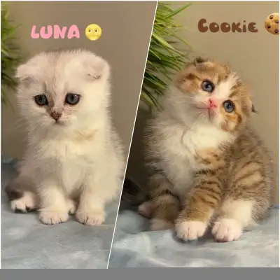 Fluffy Doll-Face Kittens – NS11 Silver Girl & NY11 Golden Boy, View more