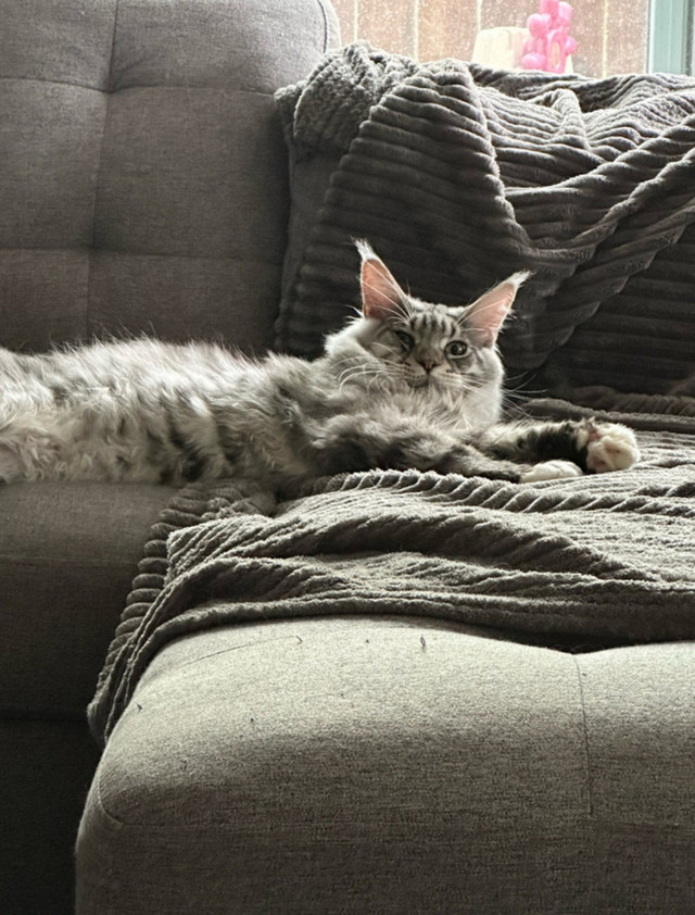 Male for sale Maine Coon in Cats & Kittens for Rehoming in City of Toronto - Image 2