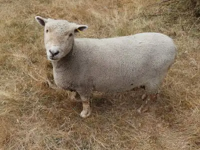 Friendly Babydoll Ewe, Triple Registered, View more