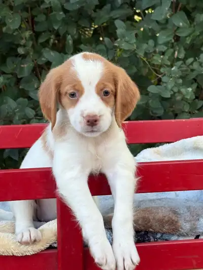 CKC Registered Brittany Spaniel Puppies, View more