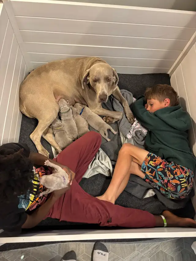 Weimaraner in Dogs & Puppies for Rehoming in Edmonton - Image 10