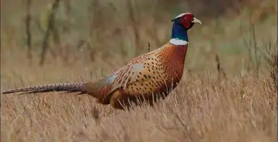 Ringneck Pheasant for sale, View more