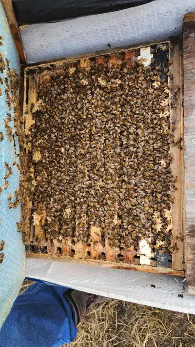 Nucs available for pick up. Italian Buckfast queen. Order early - first paid, first served! Each Nuc...