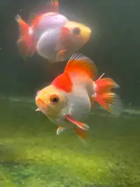 Ryukin gold fish