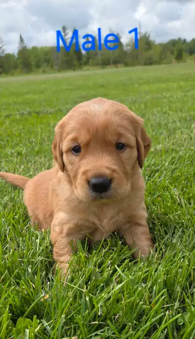 Golden Retriever Puppies, View more
