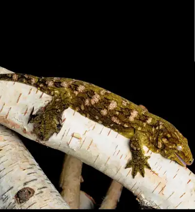 breeding pair leachianus, View more