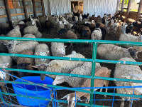Sheep herd for sale 