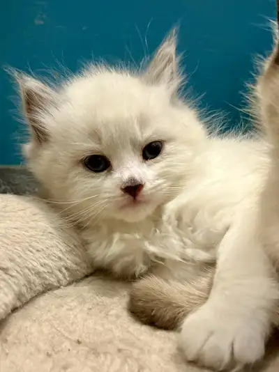 Himalayan Ragdoll kittens, View more