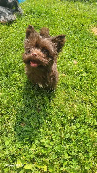 Beautiful puppies for sale. 2 months old, ready for a new home in June 2 Brown male . 1500 ... 1.2kg...