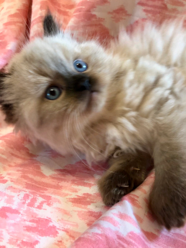 AVAILABLE-- MALE  Seal Point Himalayan/ Ragdoll Kitten in Cats & Kittens for Rehoming in Annapolis Valley - Image 3