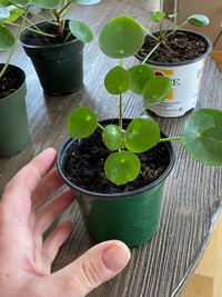 Piles Peperomioides - Coin plant 