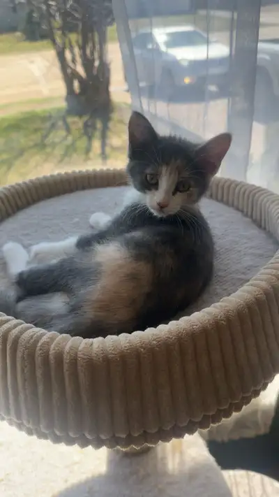 free pair of kittens , View more