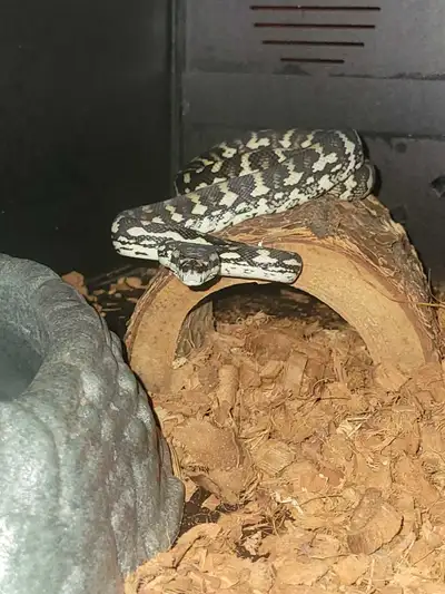 carpet python, View more