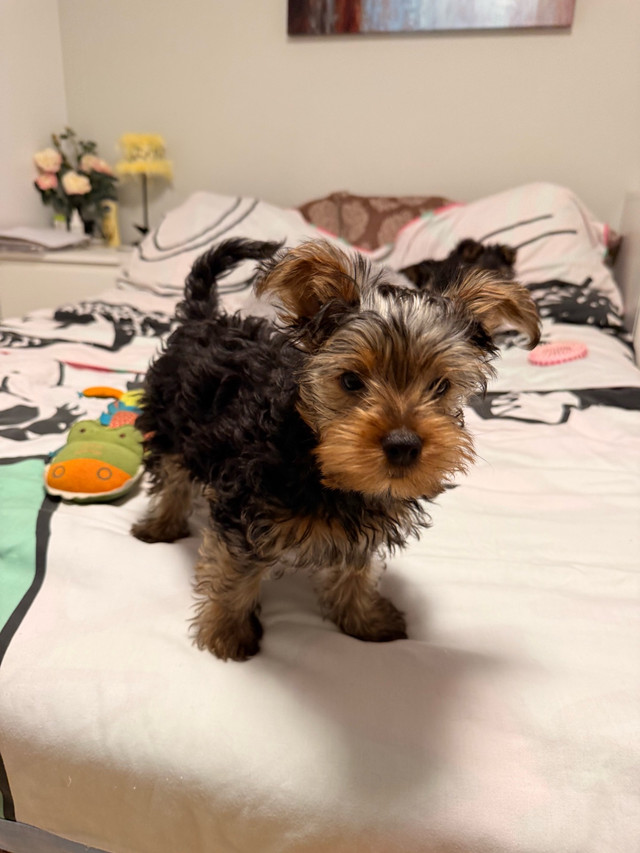 Yorkshire Terrier Puppies in Dogs & Puppies for Rehoming in Markham / York Region - Image 2