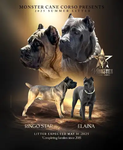 Cane Corso puppies!  Champion Imported Bloodlines!!, View more