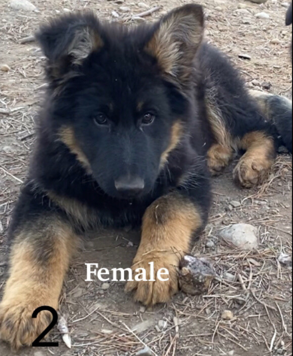 German Shepherd Puppies  in Dogs & Puppies for Rehoming in Whitehorse - Image 3
