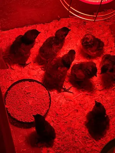 Ayam cemani chicks , View more