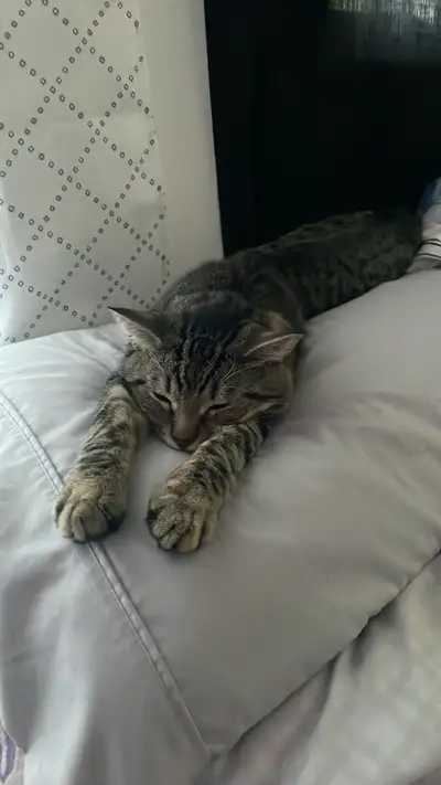 Adoption chaton, View more