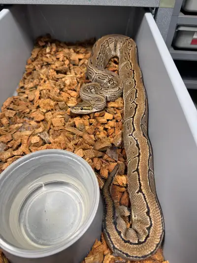 Female  pinstripe het desert ghost ball python, View more