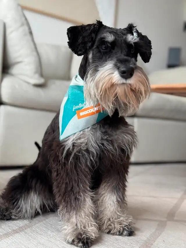 Miniature Schnauzer Puppies in Dogs & Puppies for Rehoming in City of Toronto - Image 3