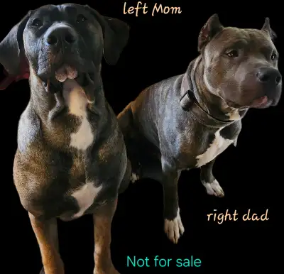 Puppies Ready to go! Only 2 boys left:  Mastiff mix *best offer*, View more