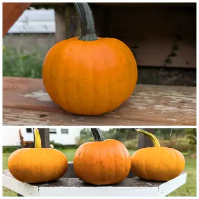 Small Pumpkins and Gourds, View more