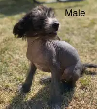 Chinese Crested puppies 