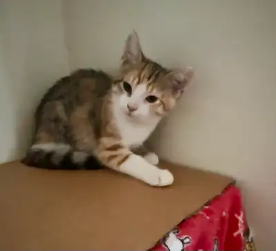 last 2 kittens looking for forever homes , View more