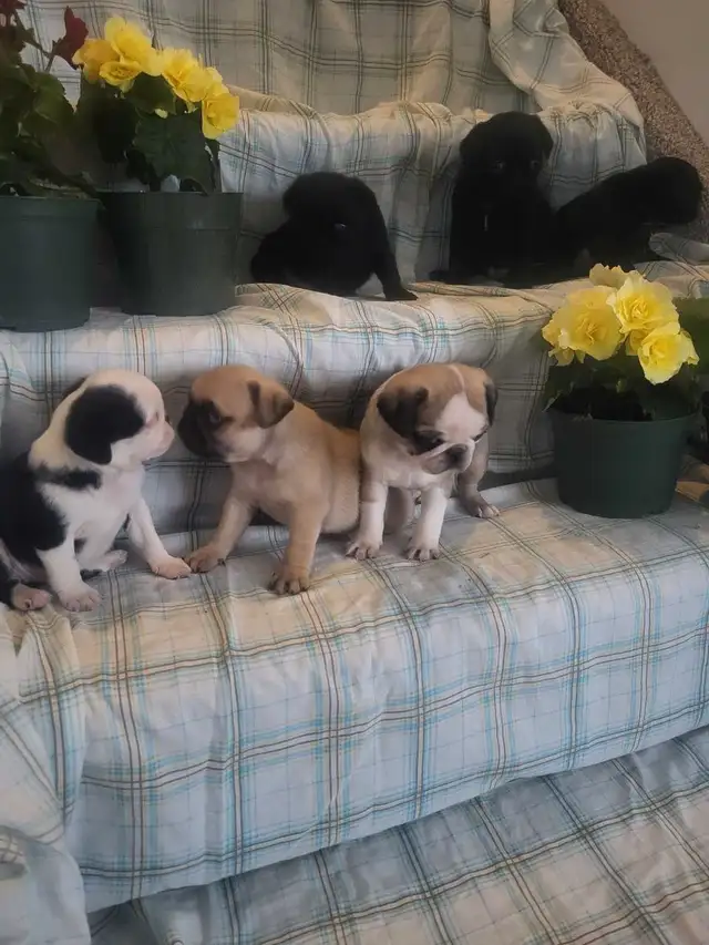 pug  puppies ! in Dogs & Puppies for Rehoming in Stratford - Image 4