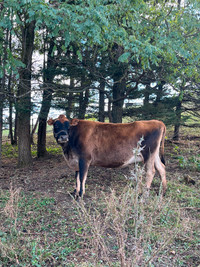 6 year old jersey cow registered.  Open