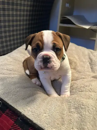 2 puppies left 1 Male 1 female Old English Bulldogs Purebred 8 weeks Saturday ready to go to their n...