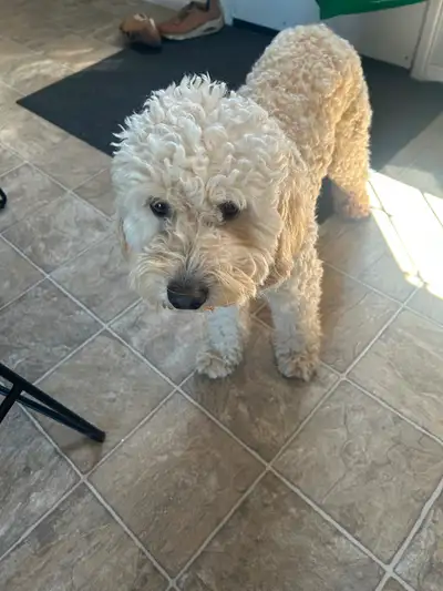 Dog for sale, View more