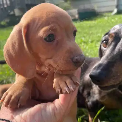 Mini Dash Hound Puppy’s , View more