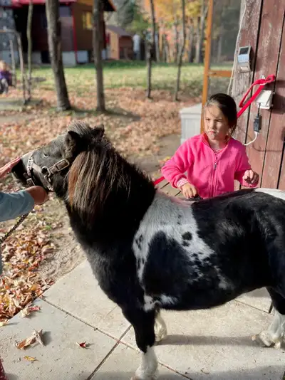 13 Yr old Mini Pony, View more