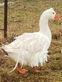 Male Goose for Sale