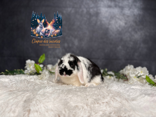 Neutered young holland lops bunnies  in Small Animals for Rehoming in Saskatoon - Image 3