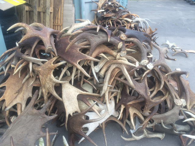 Moose Antlers for Sale in Arts & Collectibles in City of Toronto - Image 3