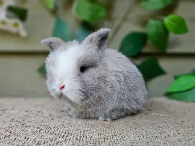 Holland Lop Rabbitry (nettle.blossom.burrows), View more