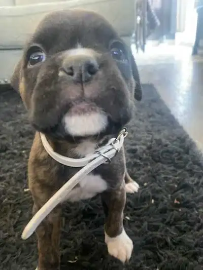 Boxer Puppy, View more