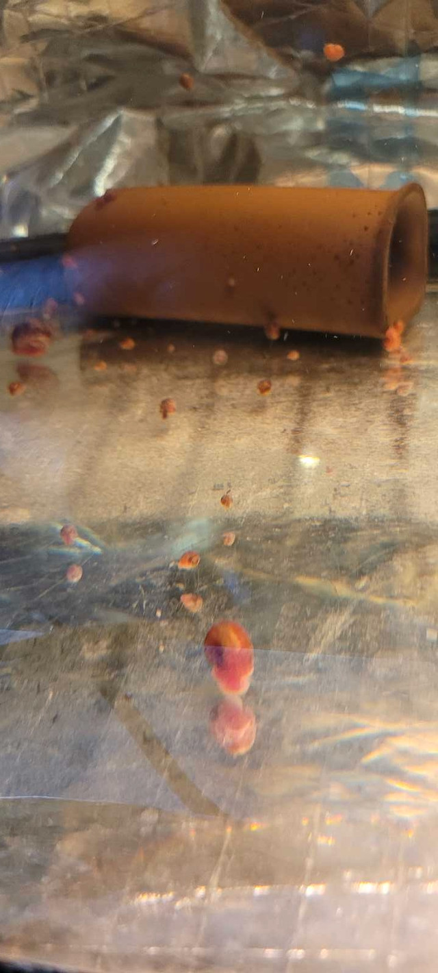 ramshorn snails in Fish for Rehoming in Mississauga / Peel Region - Image 2