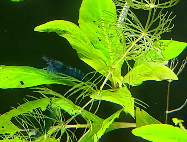 Blue dream shrimp in Fish for Rehoming in Guelph - Image 4