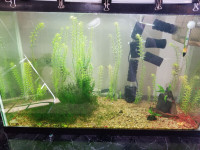 Aquarium 30 gallon plants cherry shrimps tanks sale