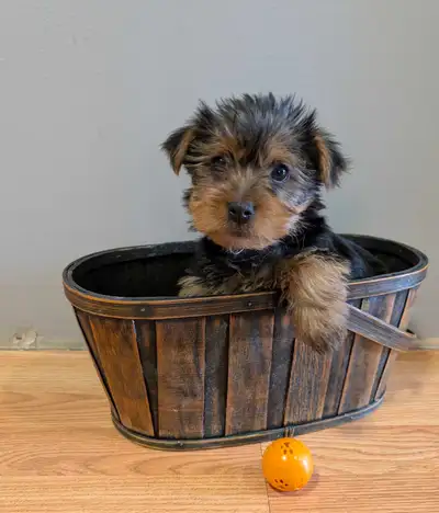 ❤️❤️ 1 boy yorkie ready for forever homes, View more