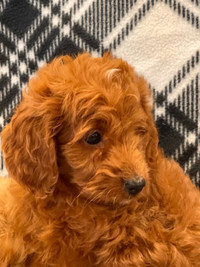 F1B Small poodle Goldendoodle 