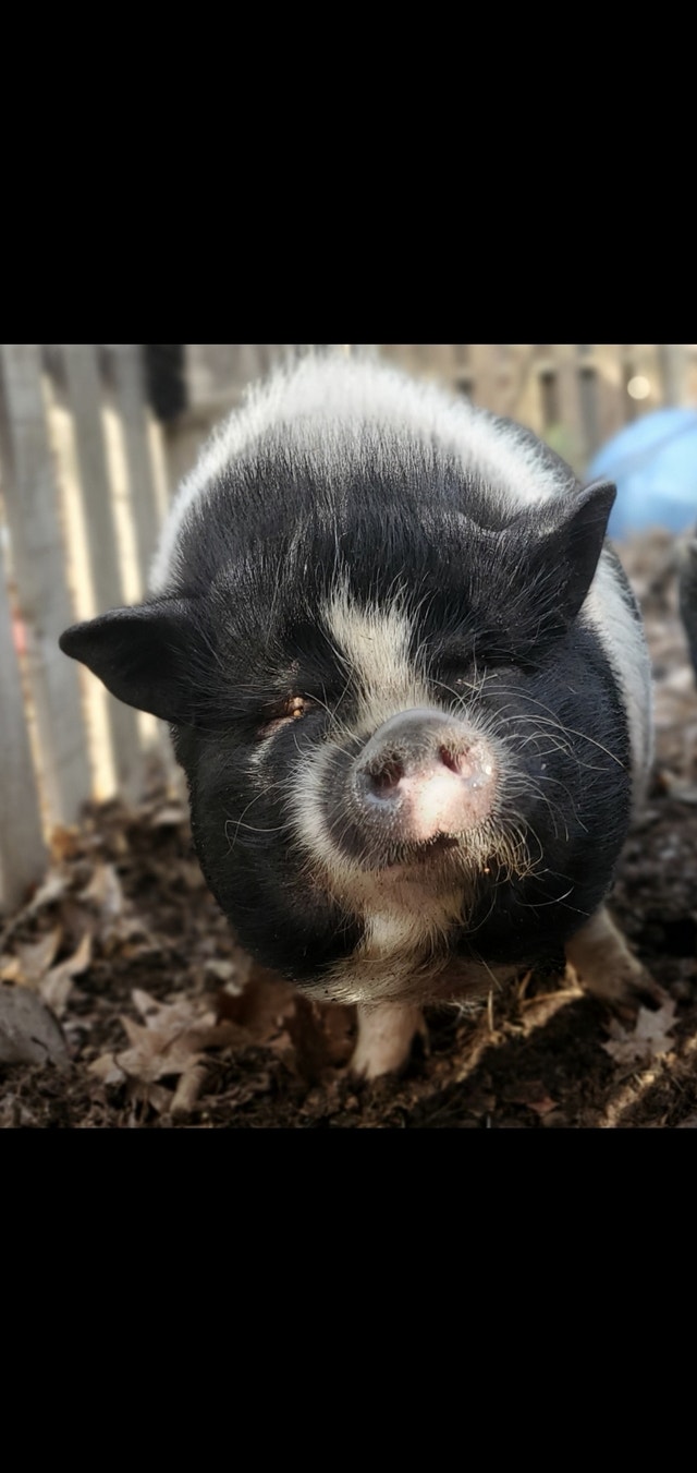 Pig Pair Livestock Annapolis Valley Kijiji