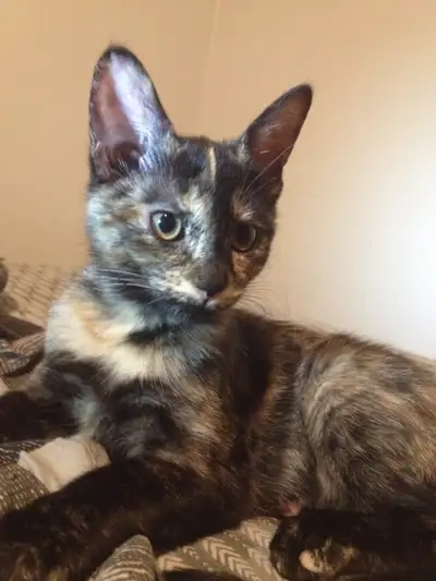 Russian Blue/ Maine Coon kittens. 3 kittens ready to go $40, View more