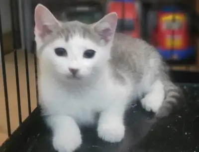 chatons de 2 mois une femelle et un male, View more