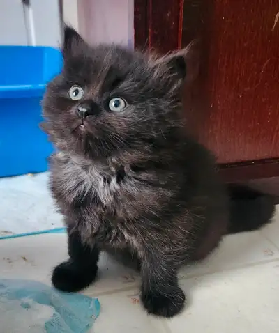 Étant allergique moi-même aux chats voici une petite femelle noire de race sibérien. Elle est vermif...